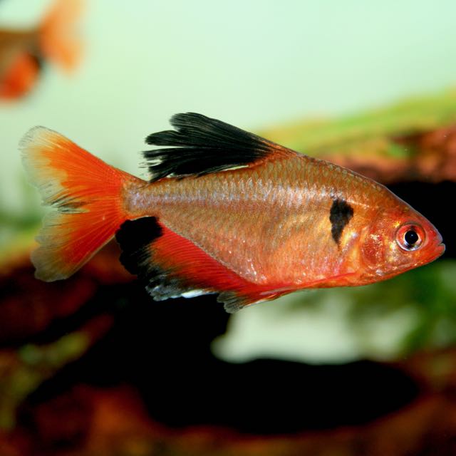 Hyphess.serpae   Minor/schoudervlek L